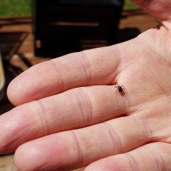 2016FirstTick