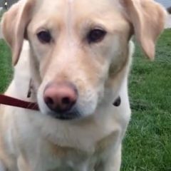 DustyDog