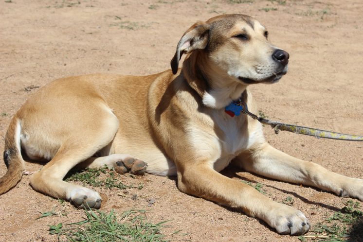 dog