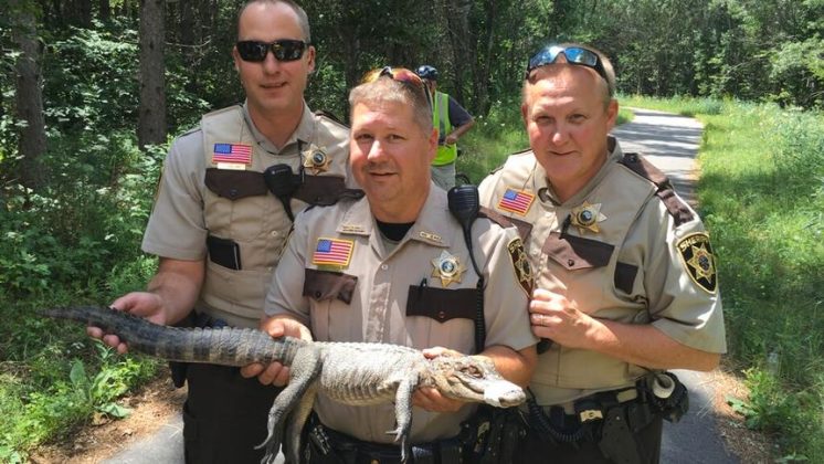 AlligatorFound