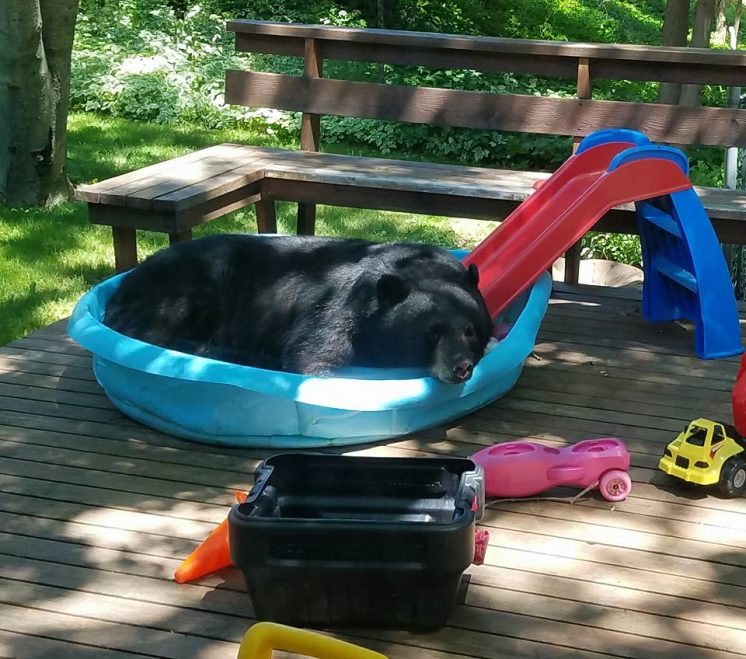 Bellyflop