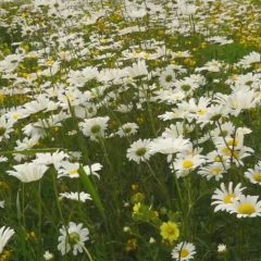 Daisies