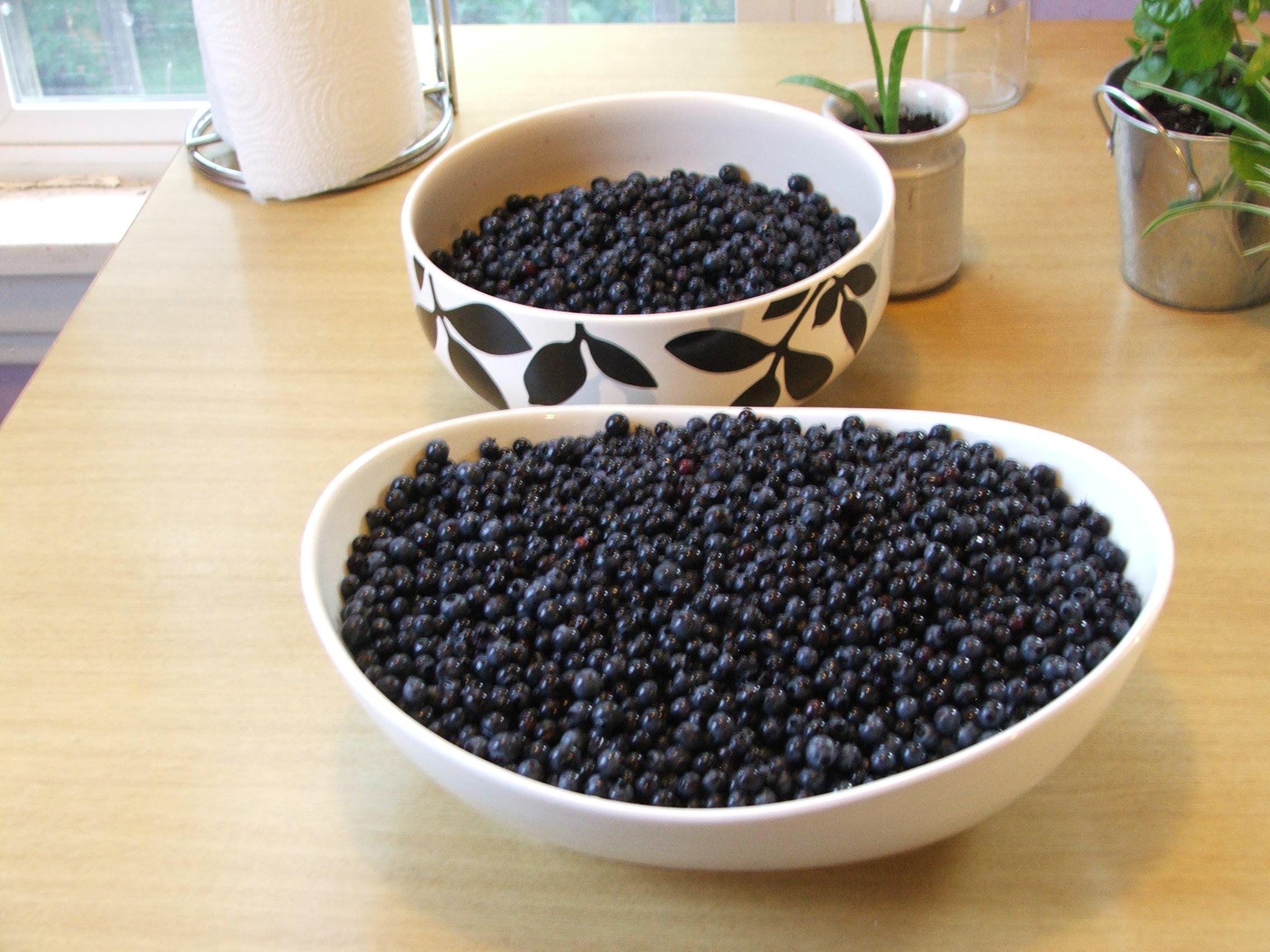 Wild blueberries