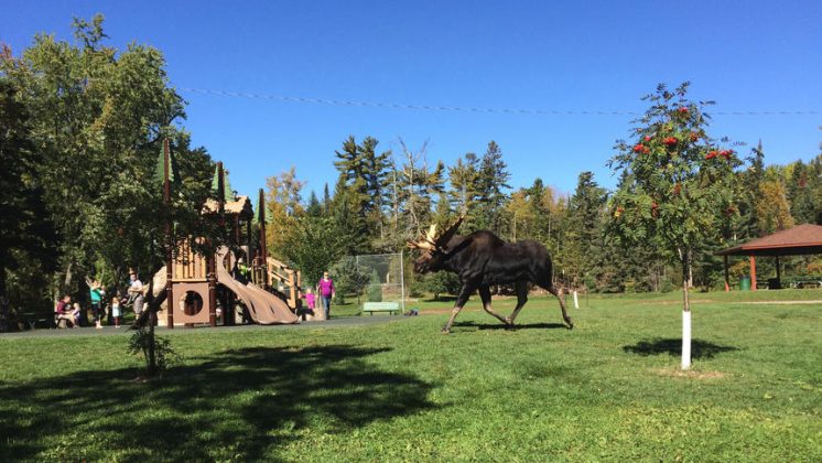 bull-moose-at-lester-dnt