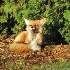 park-point-recreation-area-sunrise-red-fox