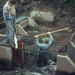 frenchhatchery