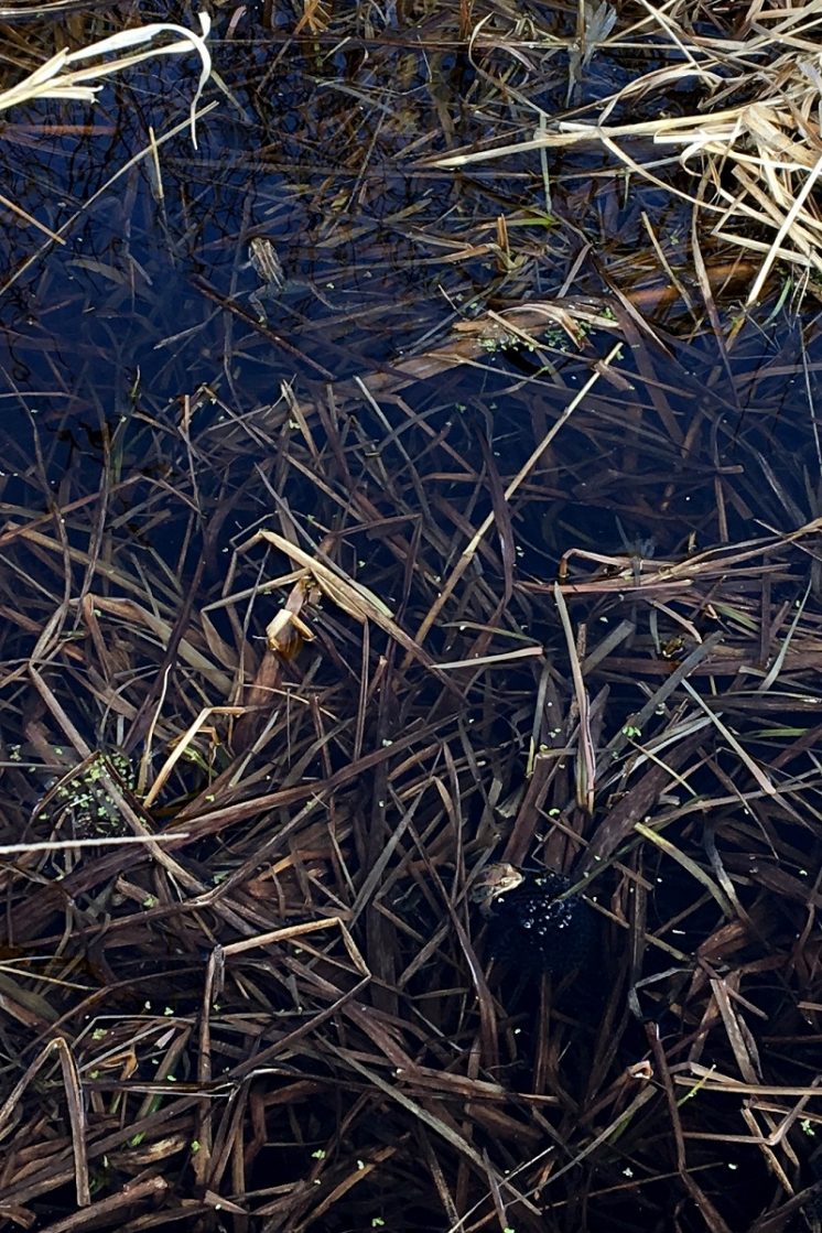 Froggies on Guard