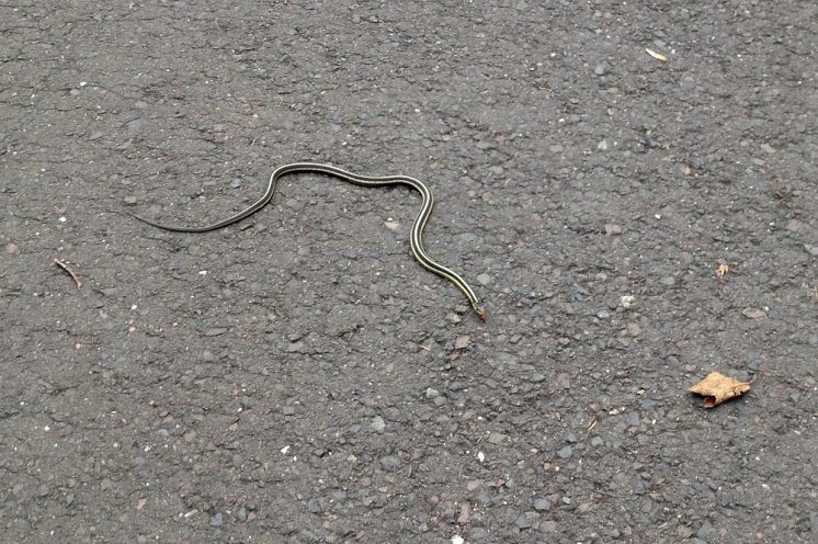 Snakes on the Trail