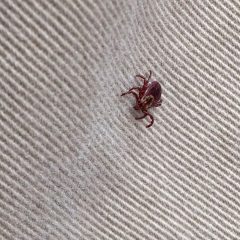 Wood Tick 2017